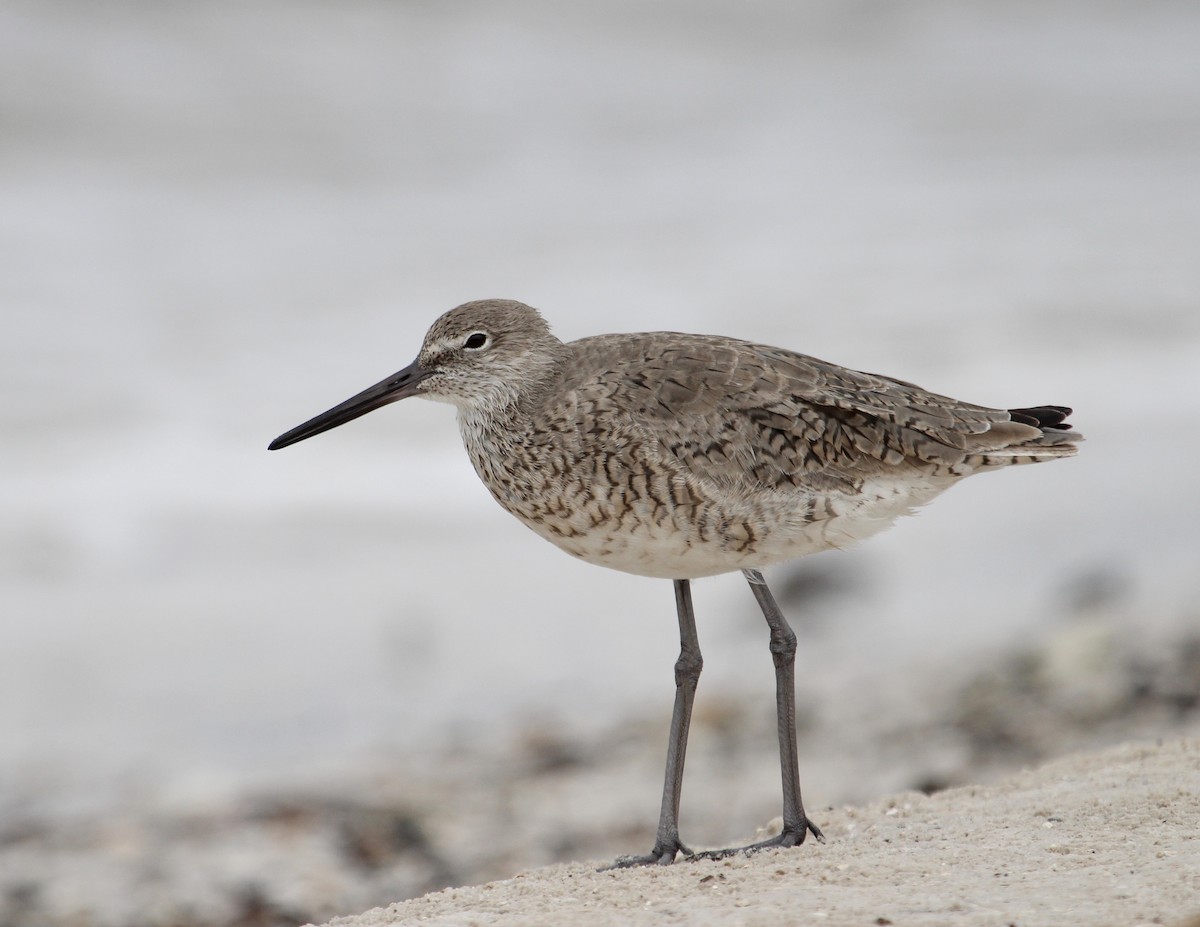 Willet - ML153750141