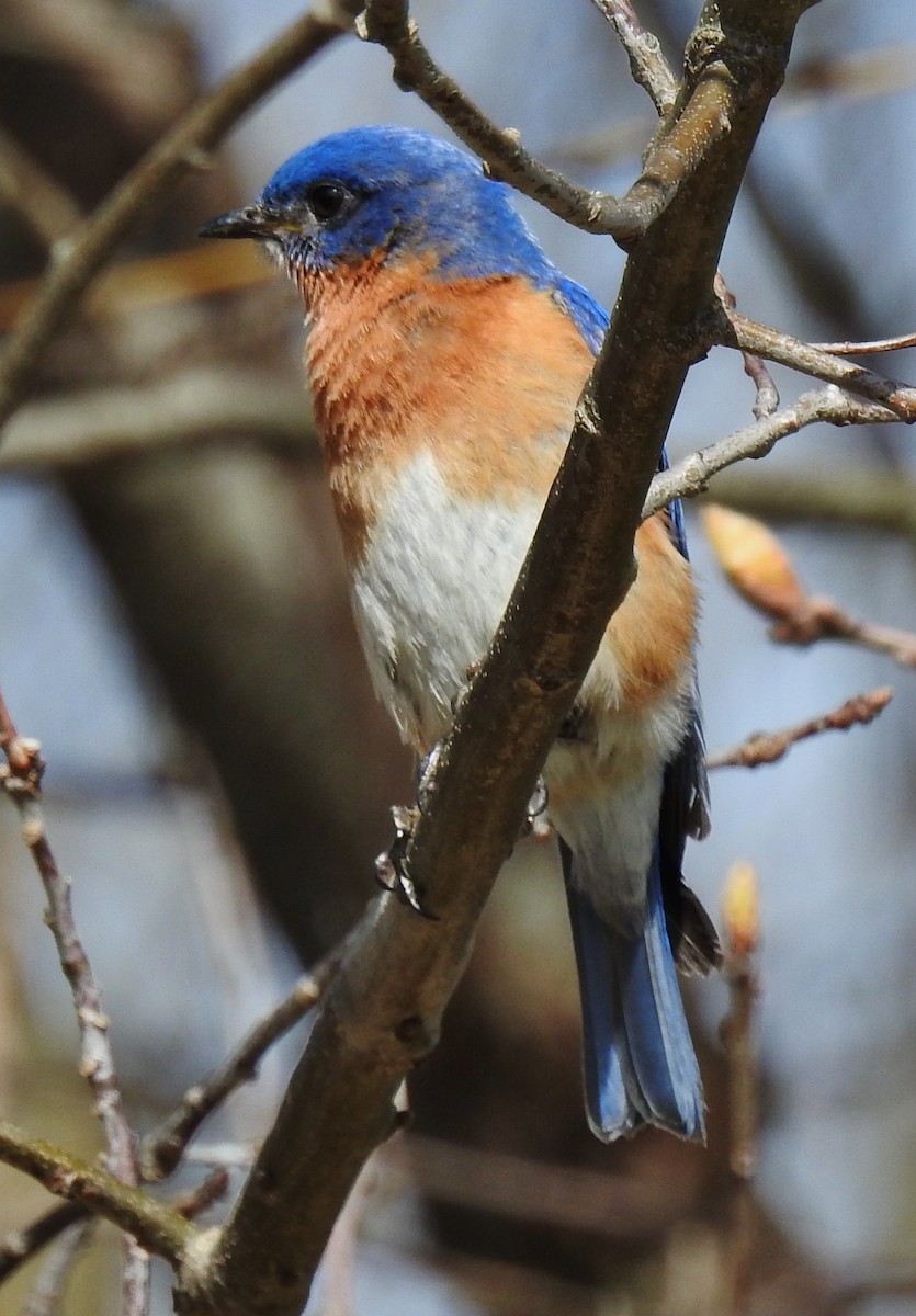 Eastern Bluebird - ML153750781