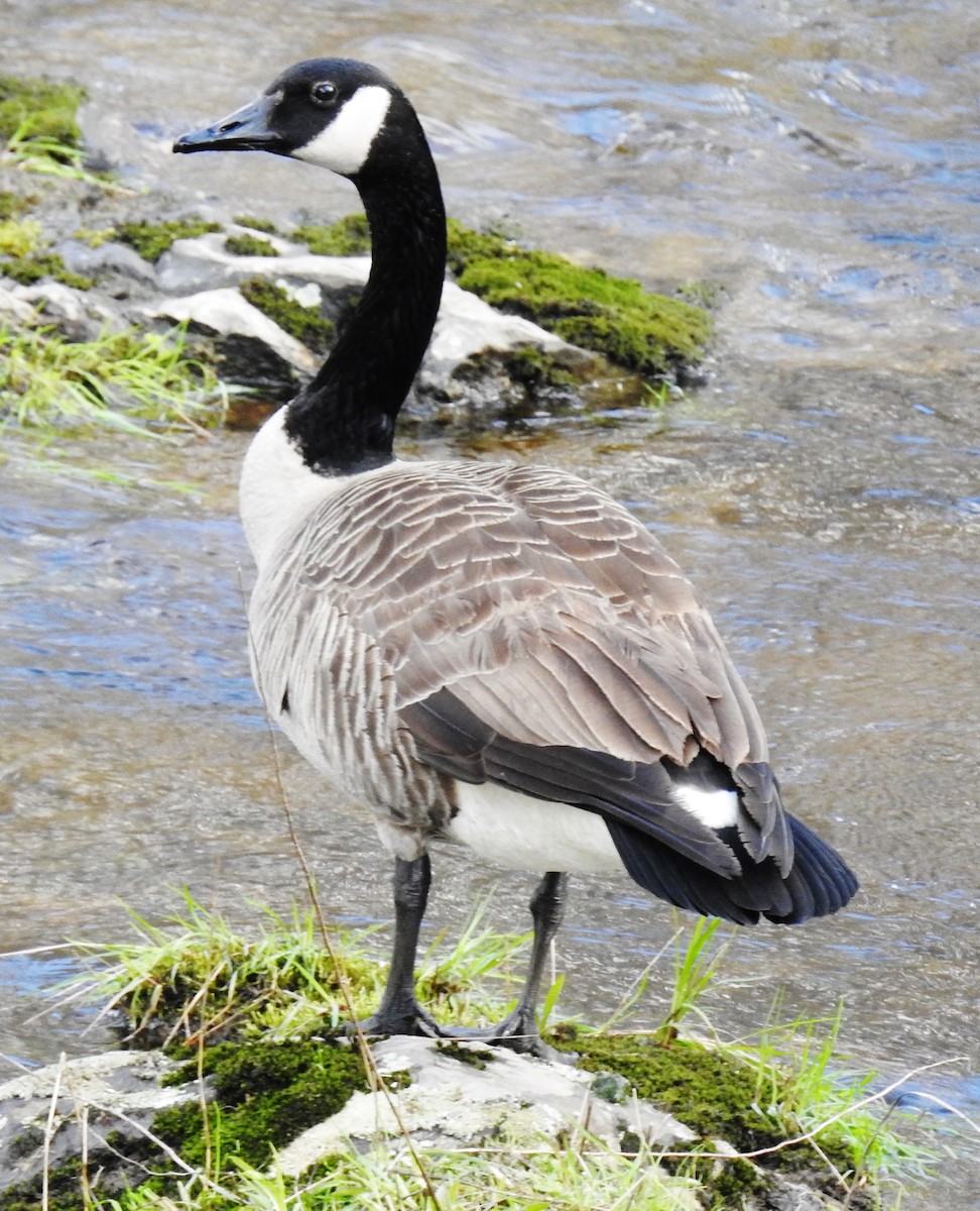 Canada Goose - ML153750921