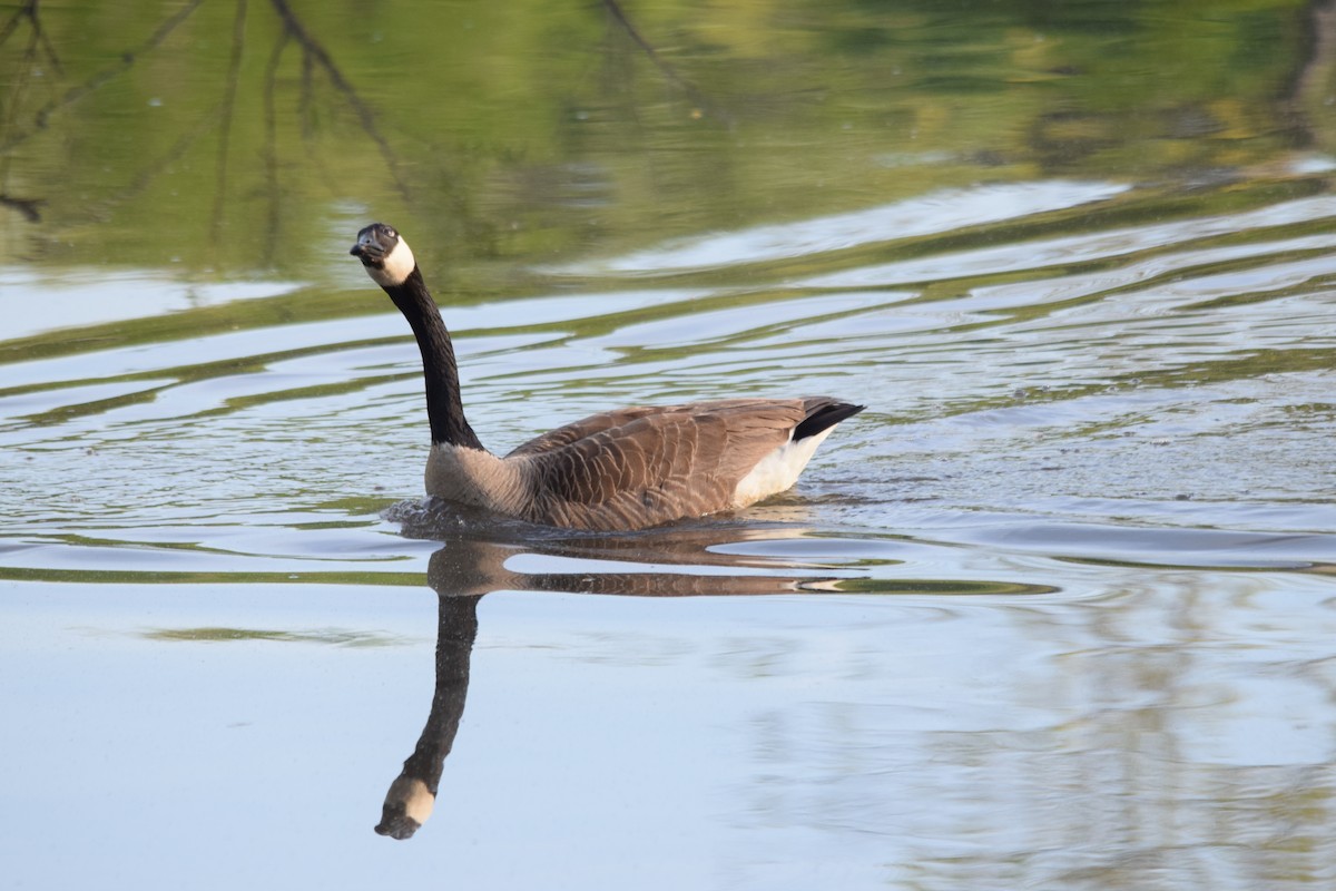 Canada Goose - Jonathan Snyder