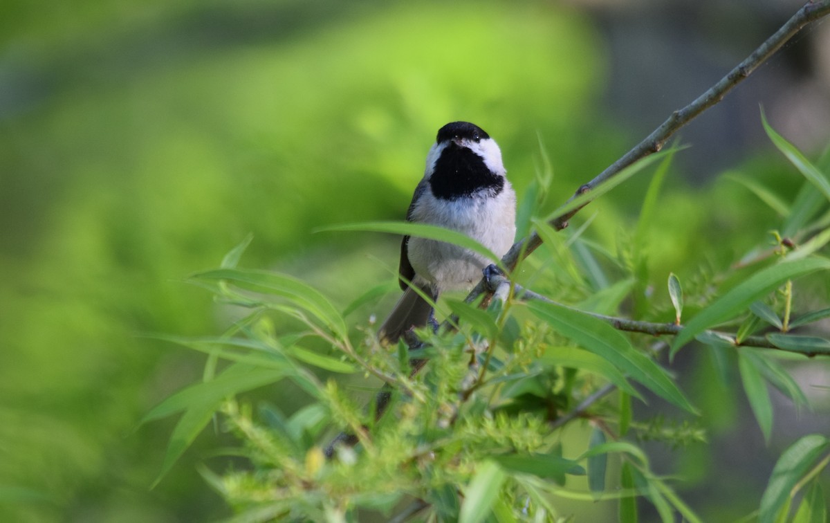 Carolina Chickadee - ML153751131