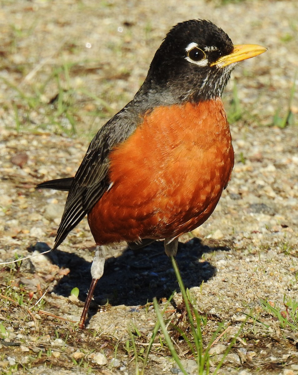 American Robin - ML153751141