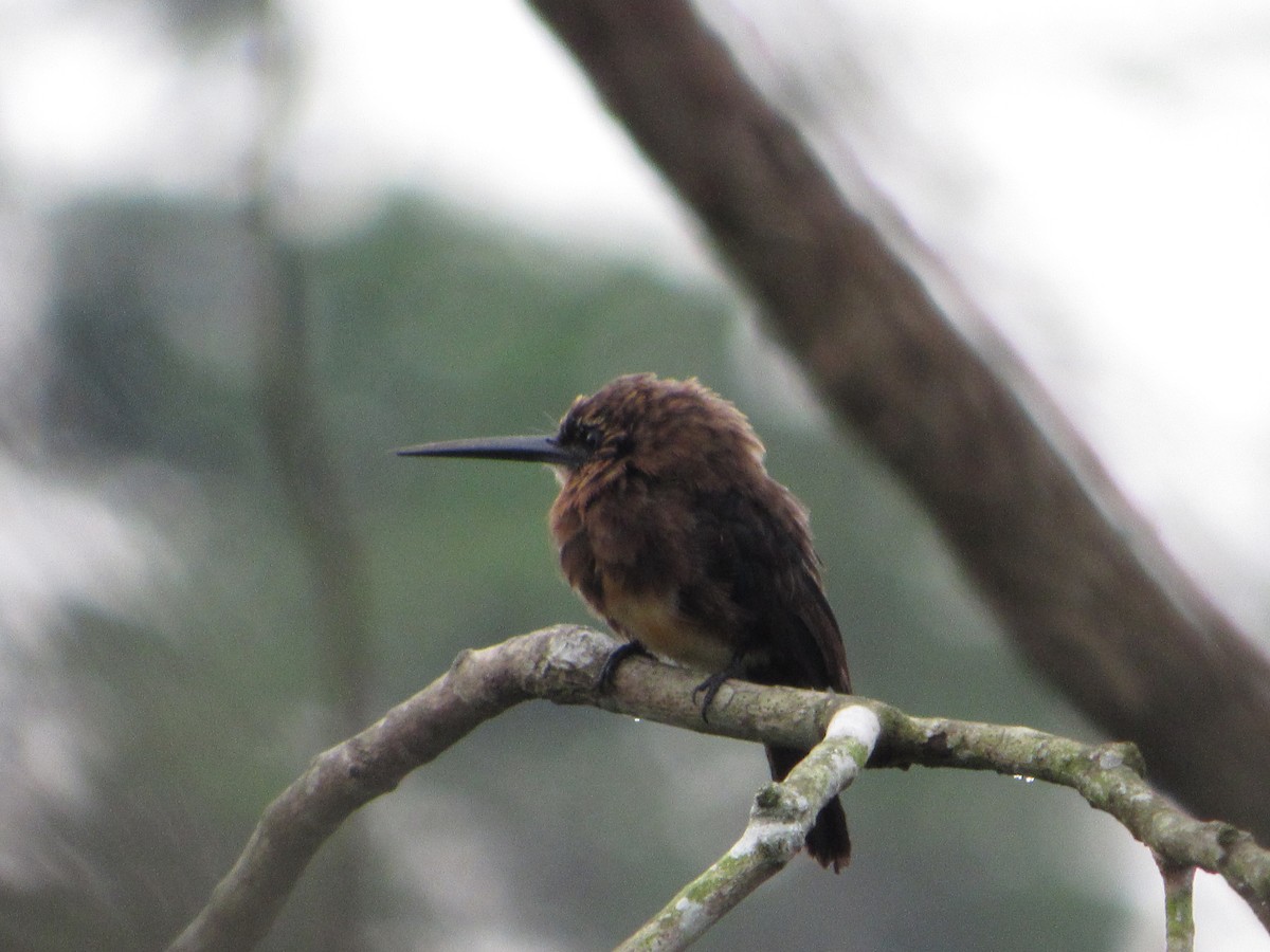 Brown Jacamar - ML153751181