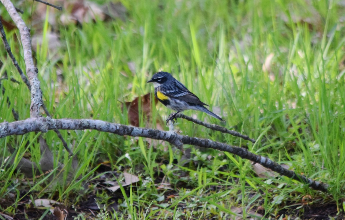 Yellow-rumped Warbler - Jonathan Snyder