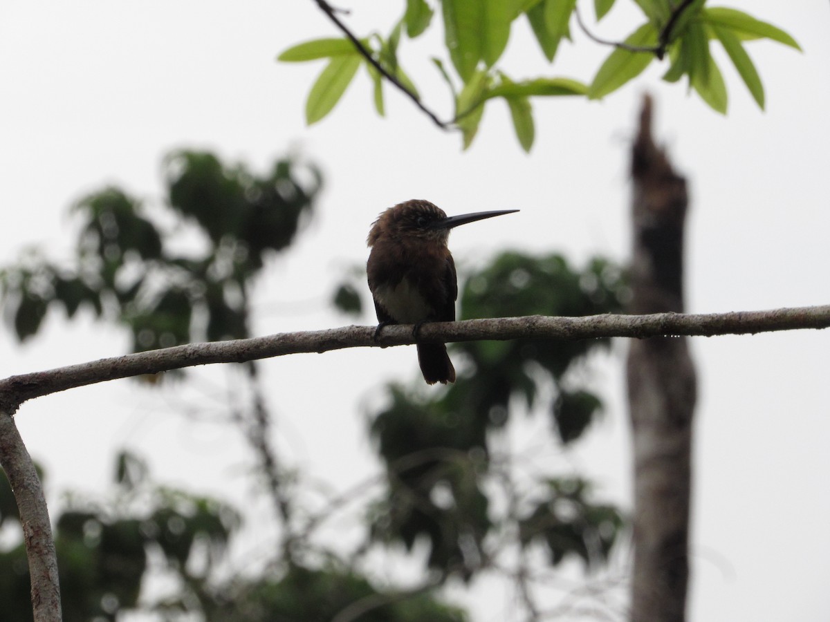 Brown Jacamar - ML153751221