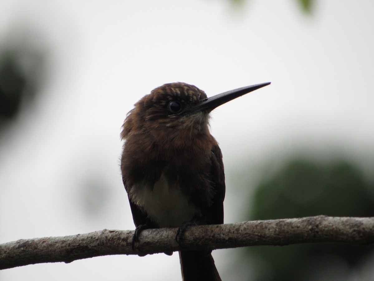 Brown Jacamar - ML153751251