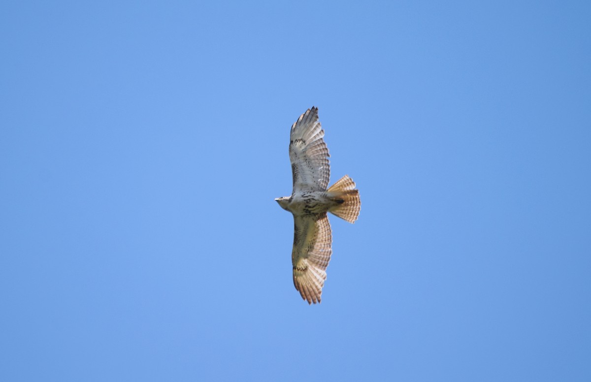 Red-tailed Hawk - Jonathan Snyder