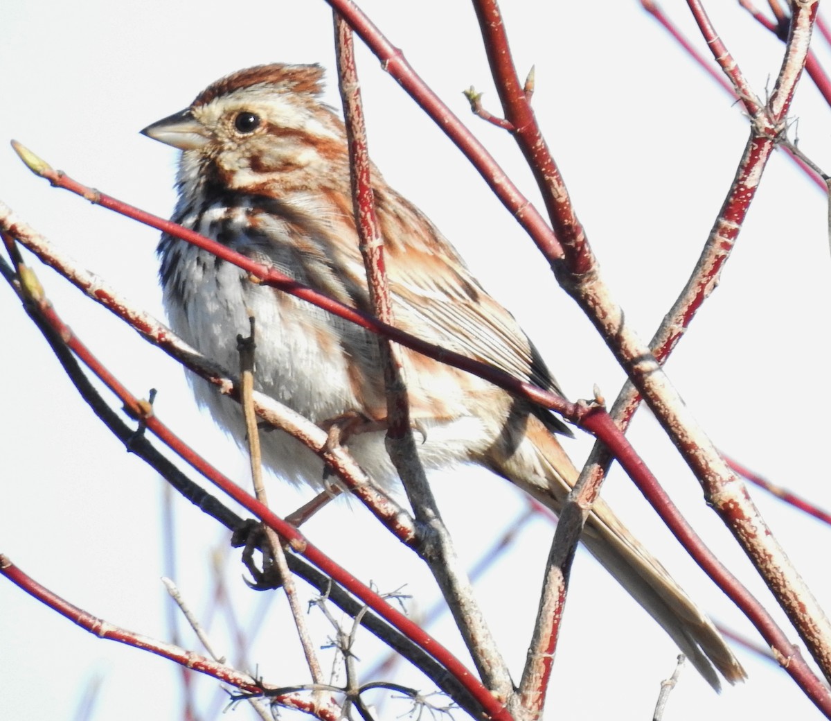 Song Sparrow - ML153751301