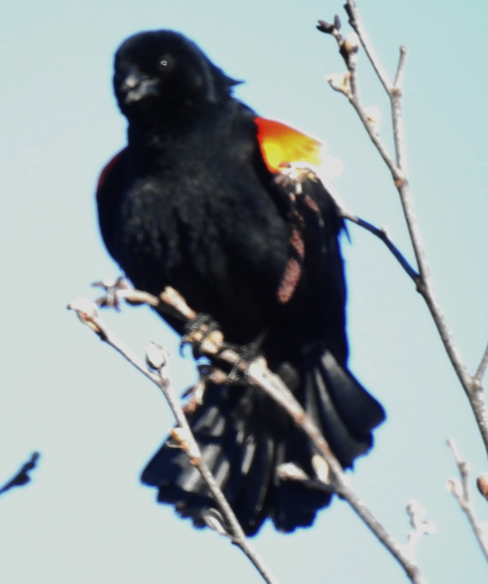 Red-winged Blackbird - ML153751581