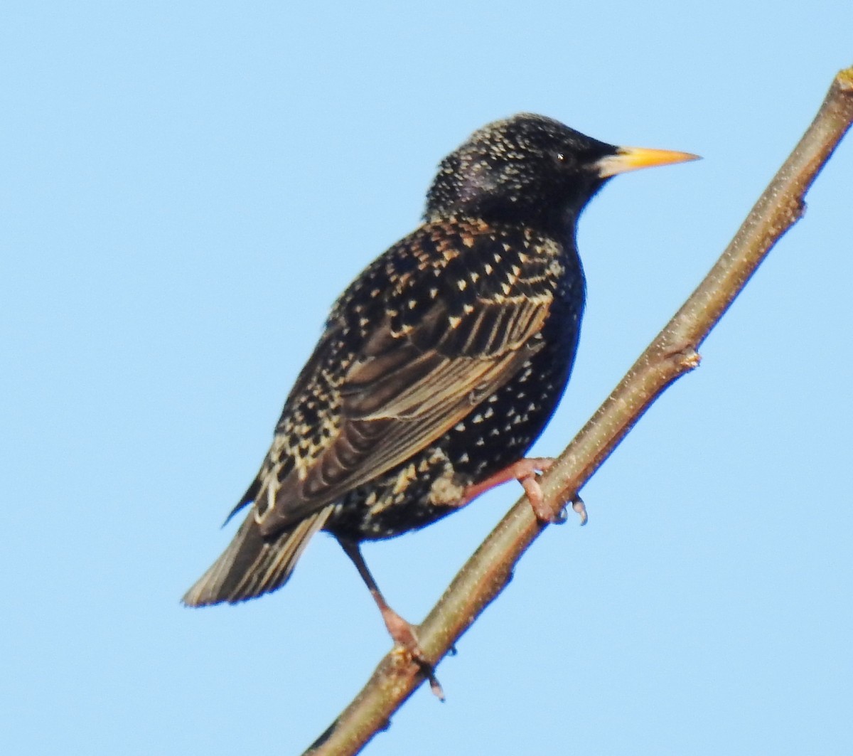 European Starling - ML153751621