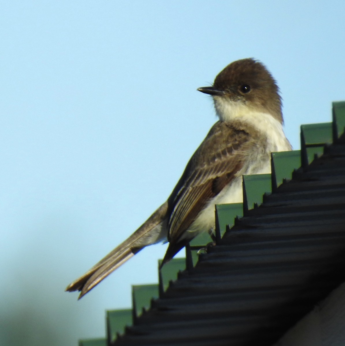 Eastern Phoebe - ML153751691