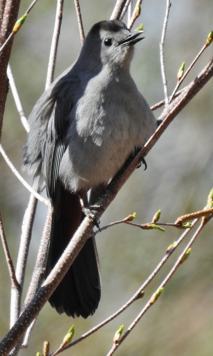 Gray Catbird - ML153751731