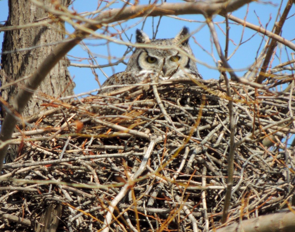 Great Horned Owl - ML153753941