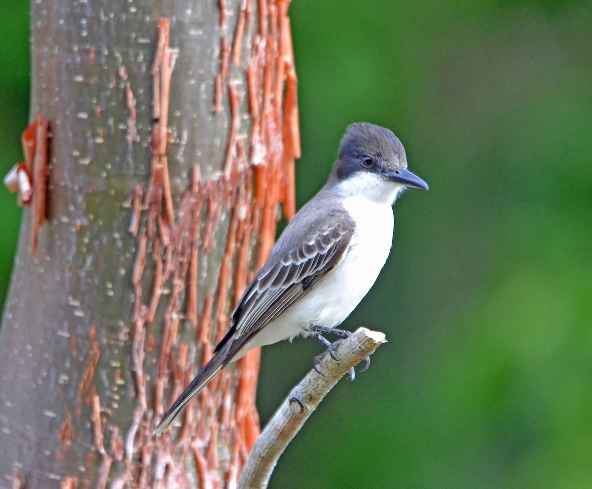 Loggerhead Kingbird - ML153754471