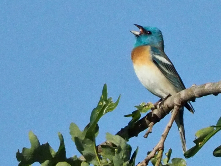 Lazuli Bunting - ML153754641