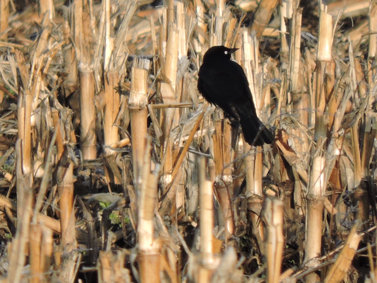 Brewer's Blackbird - ML153754901