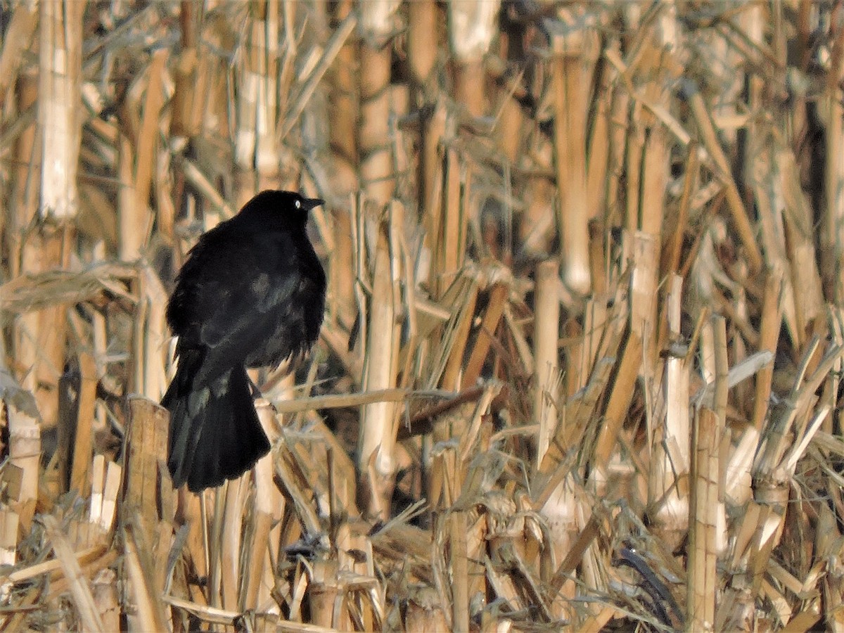 Brewer's Blackbird - ML153754921