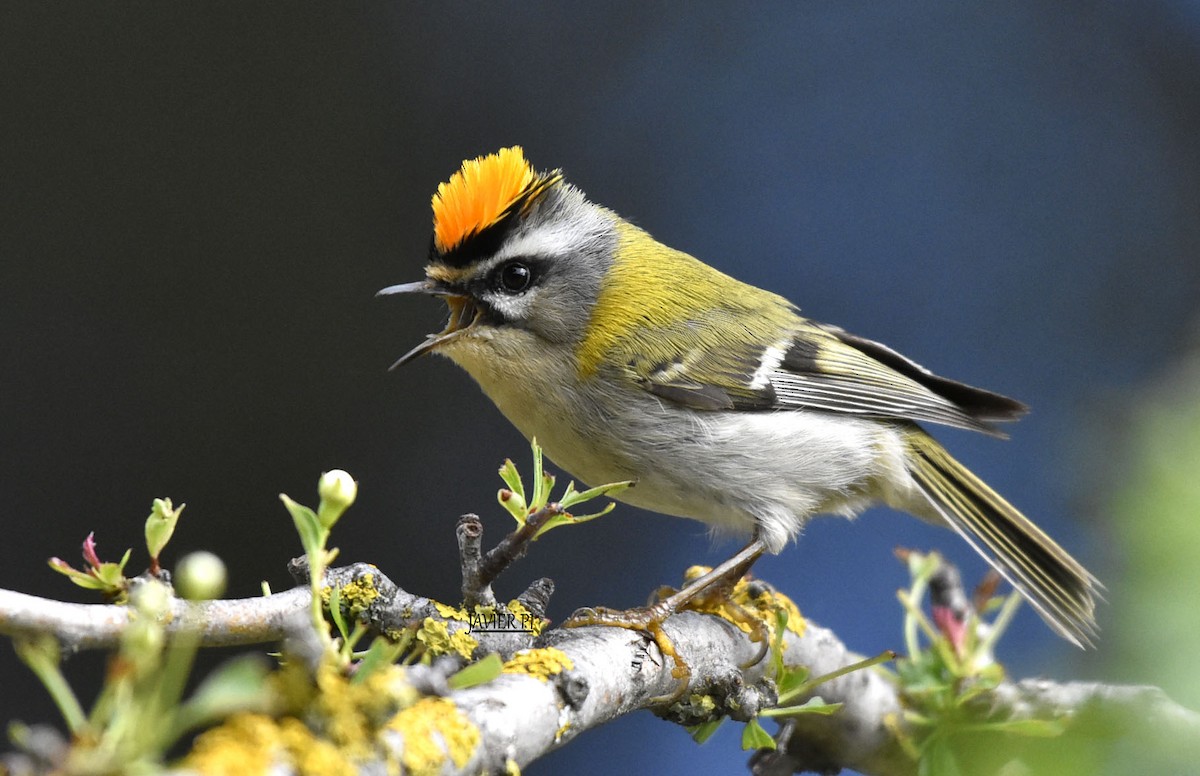 Common Firecrest - ML153755011