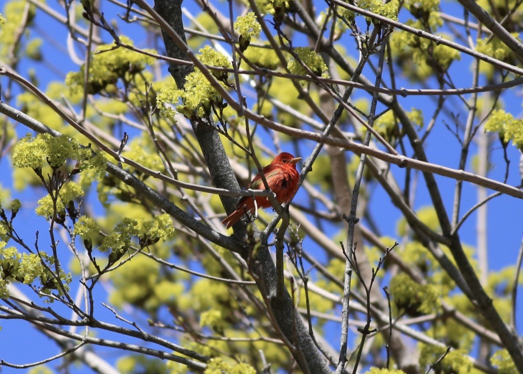 Summer Tanager - ML153755741