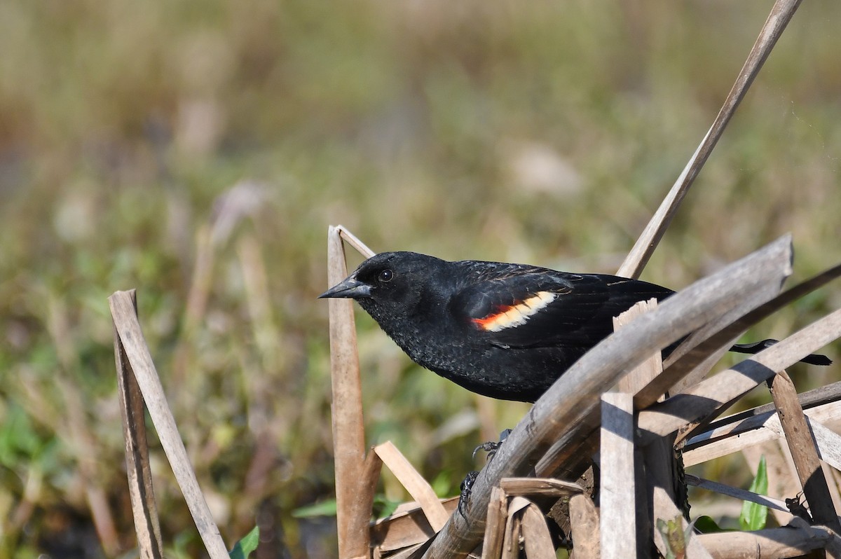 Red-winged Blackbird - ML153756621