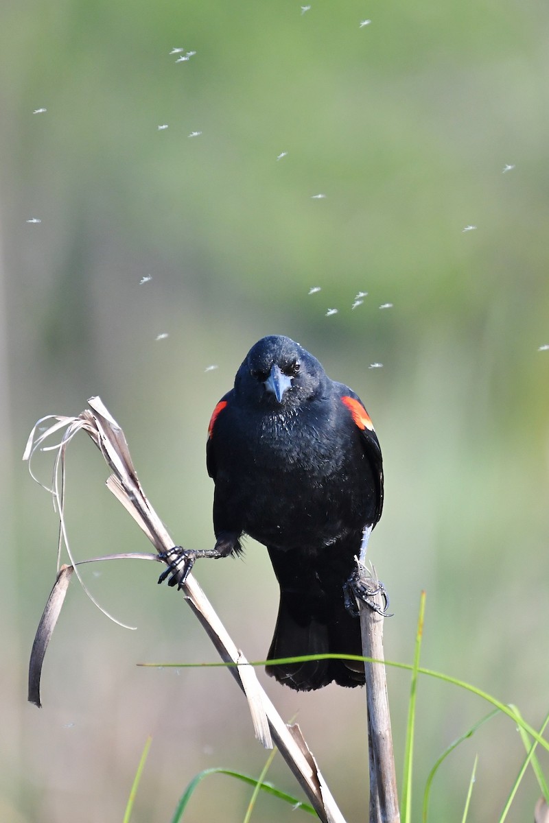Red-winged Blackbird - ML153756641
