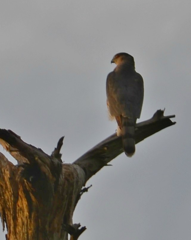 Cooper's Hawk - Nina Rach