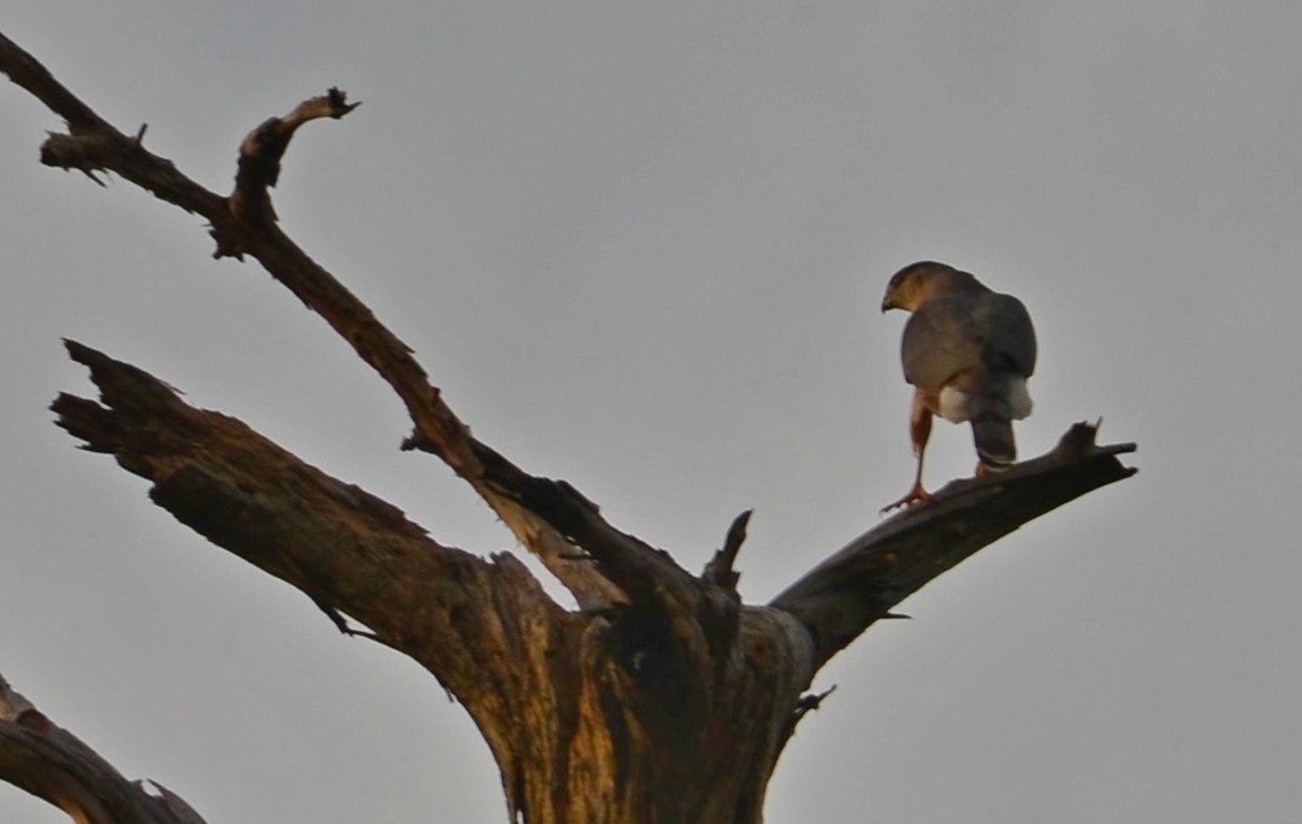 Cooper's Hawk - Nina Rach