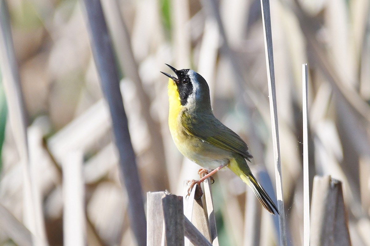 Common Yellowthroat - ML153757251