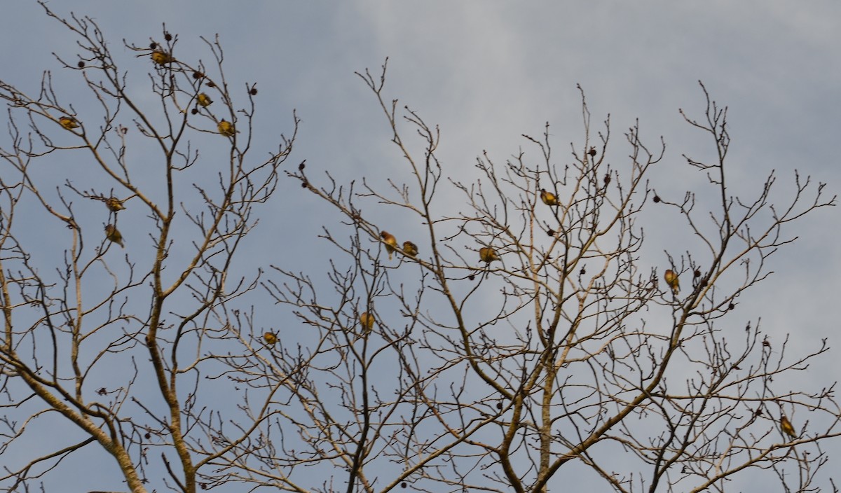 Cedar Waxwing - ML153757611