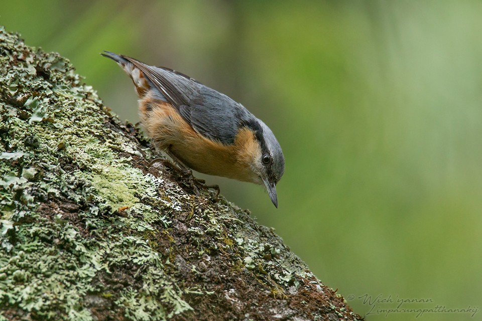 Eurasian Nuthatch (Chinese) - Wich’yanan Limparungpatthanakij