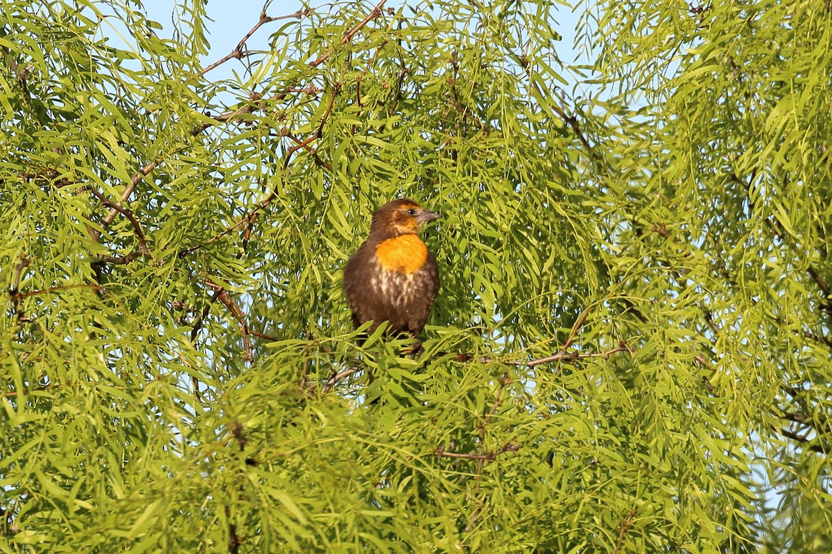 Yellow-headed Blackbird - Lawrence Haller