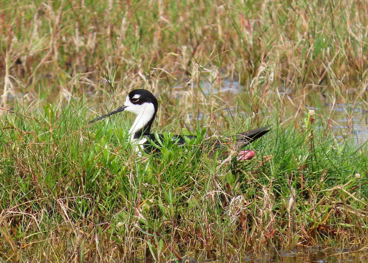 Schwarznacken-Stelzenläufer - ML153760271