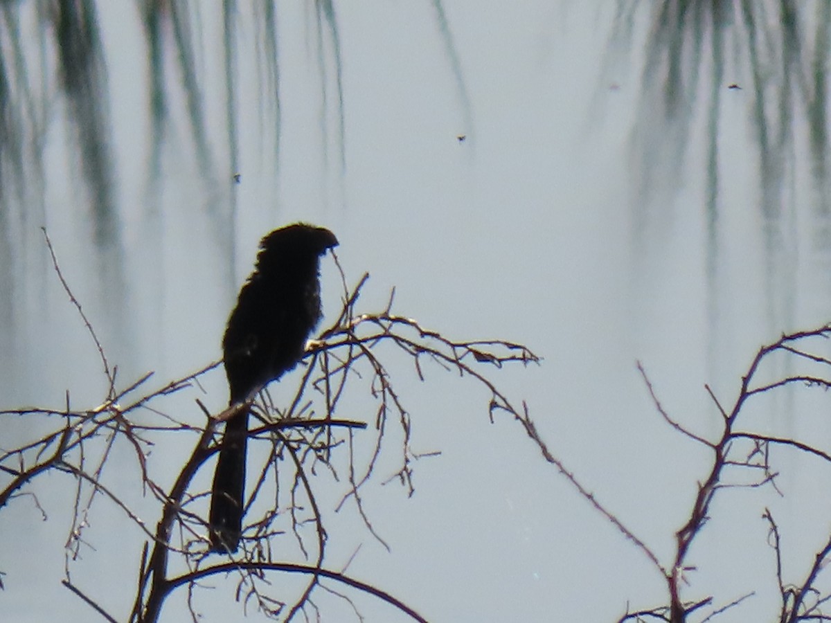 Smooth-billed Ani - ML153760951