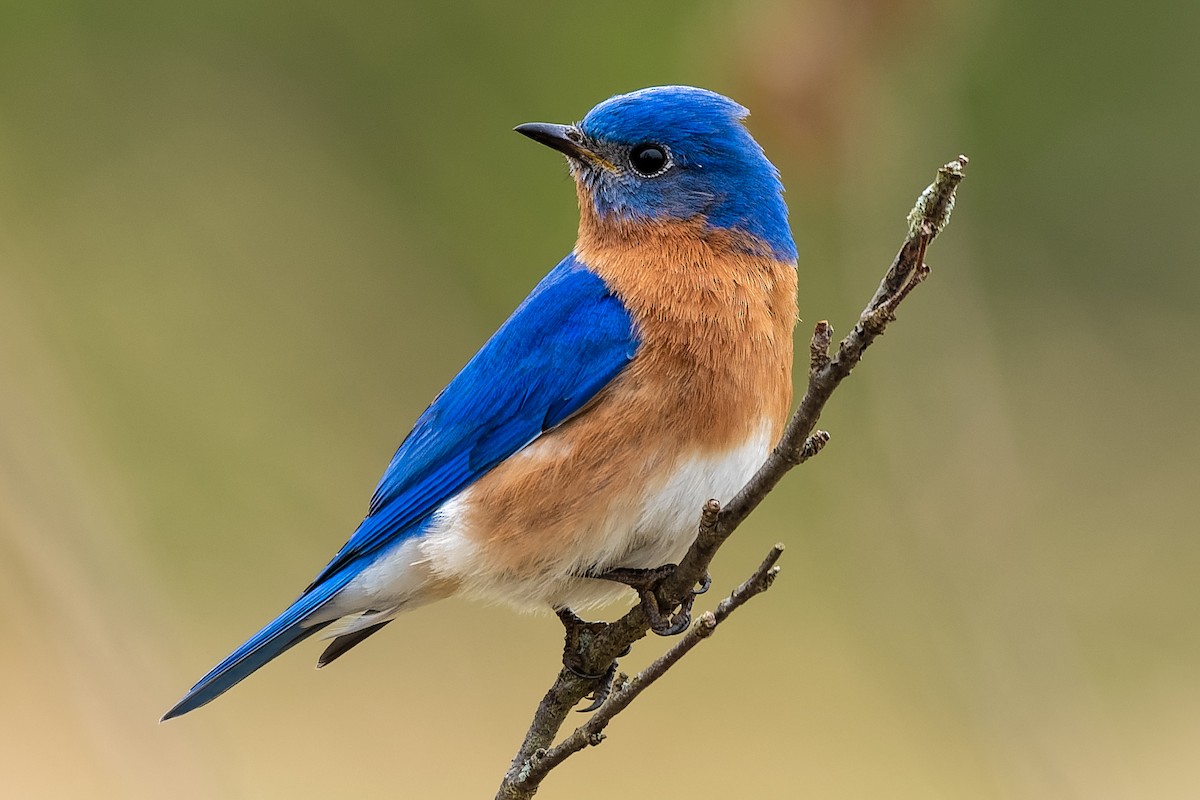 Eastern Bluebird - Don Danko