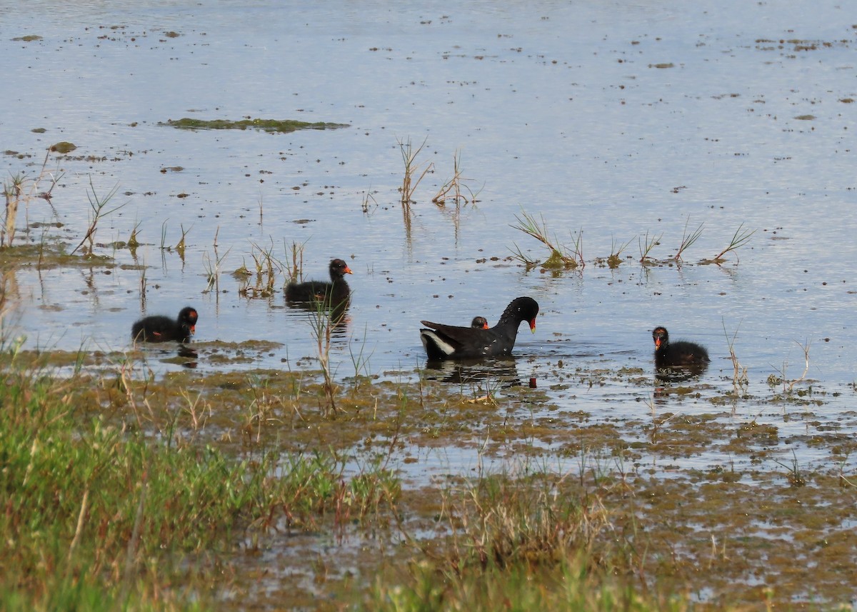 Common Gallinule - ML153761091