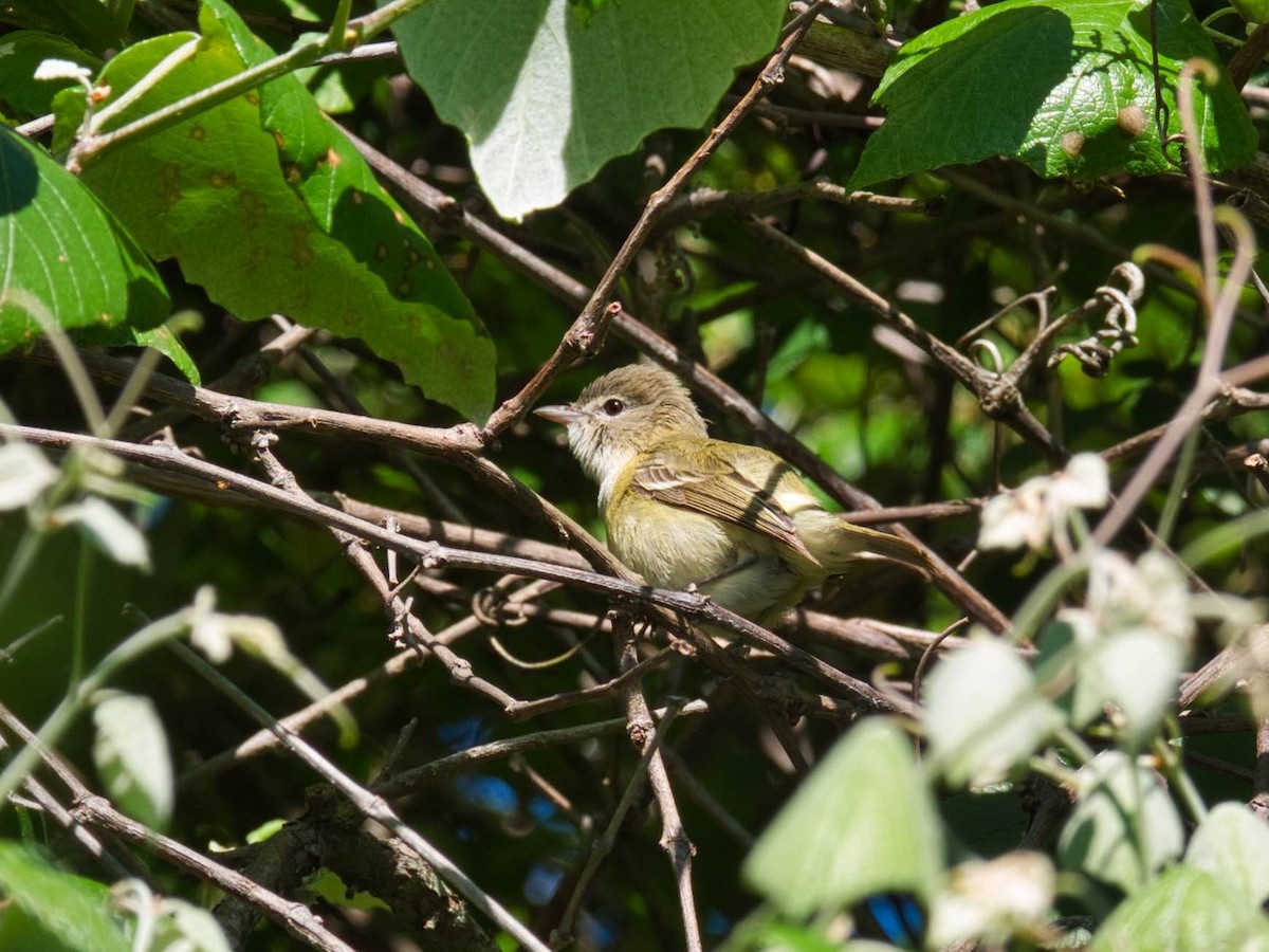 Bell's Vireo - ML153761571