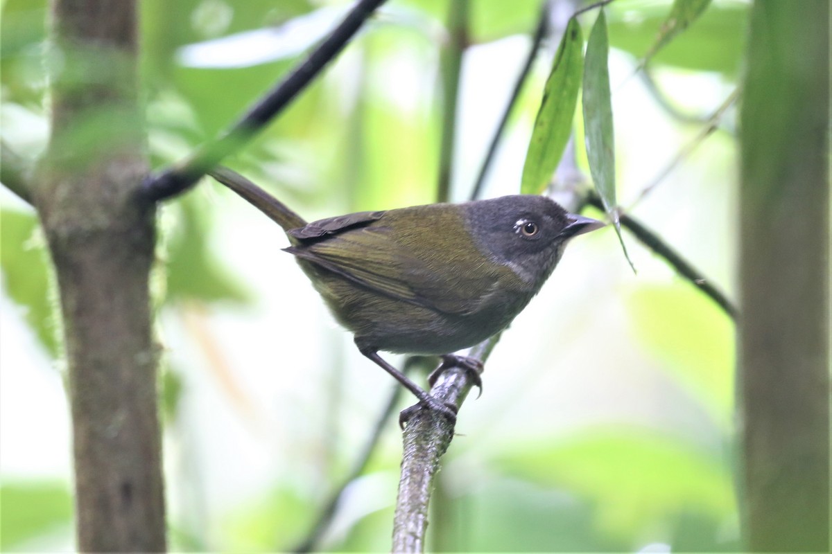 Dusky Chlorospingus - ML153761611