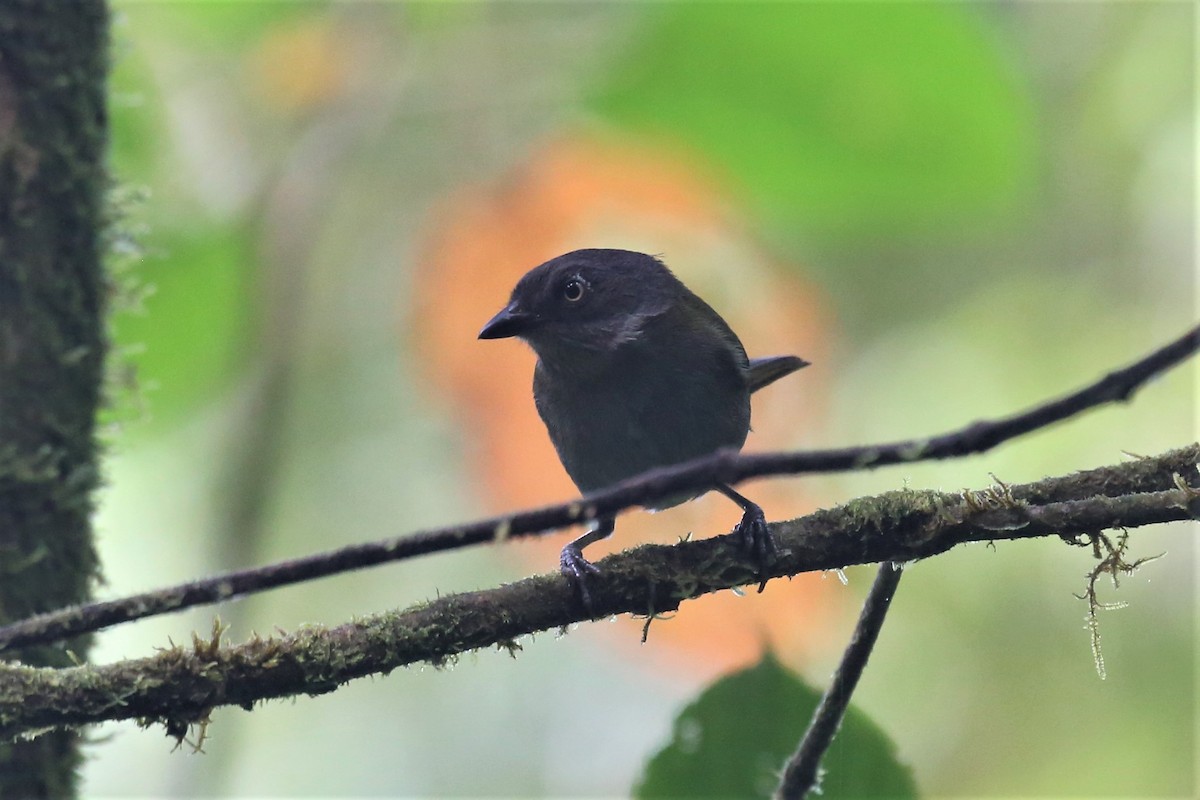 Dusky Chlorospingus - ML153761651