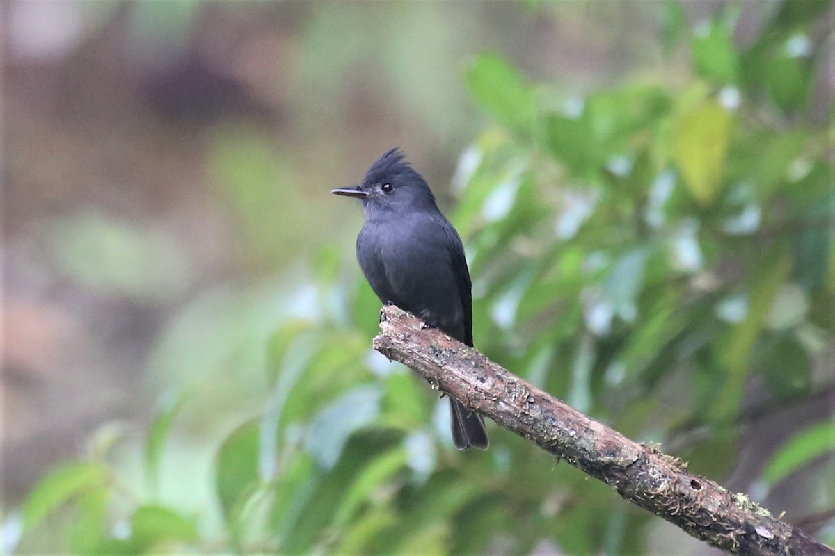 Smoke-colored Pewee - ML153761711