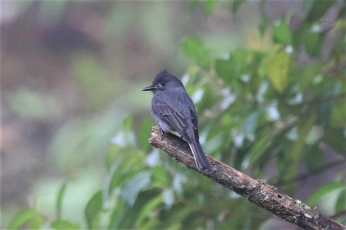 Smoke-colored Pewee - ML153761731