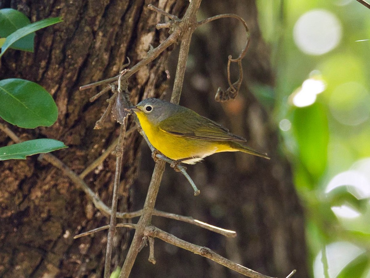 Nashville Warbler - ML153761741