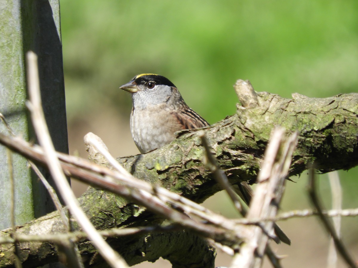 Golden-crowned Sparrow - ML153762621