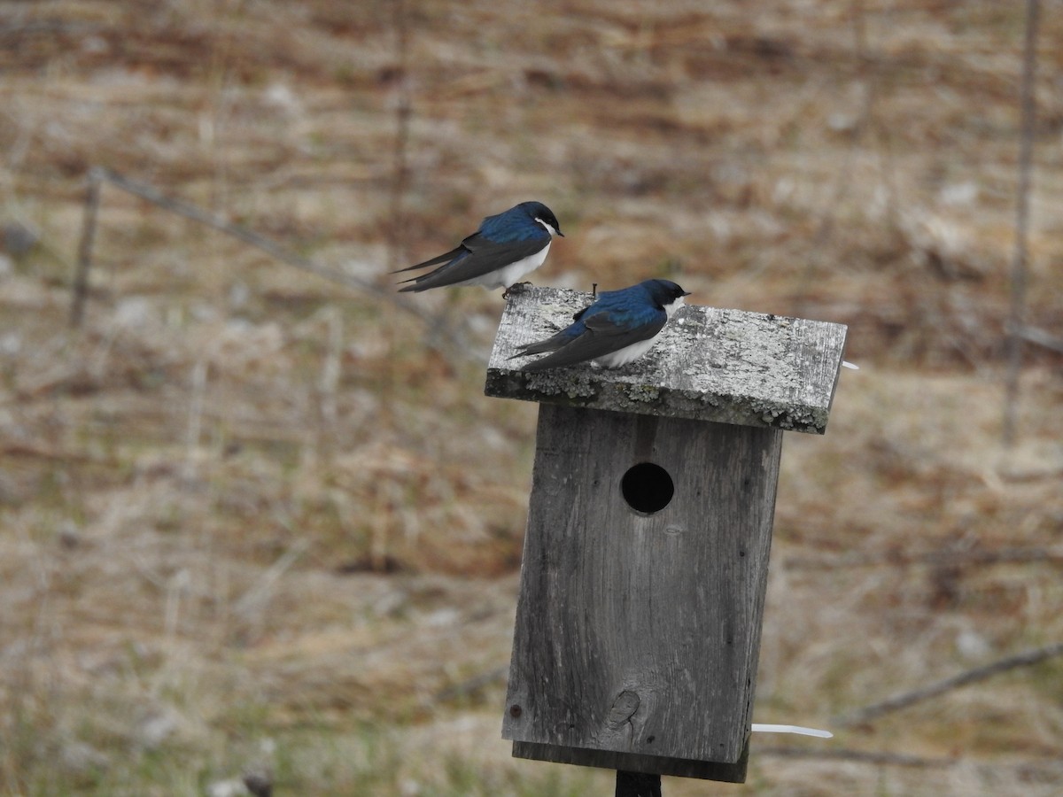 Golondrina Bicolor - ML153762991