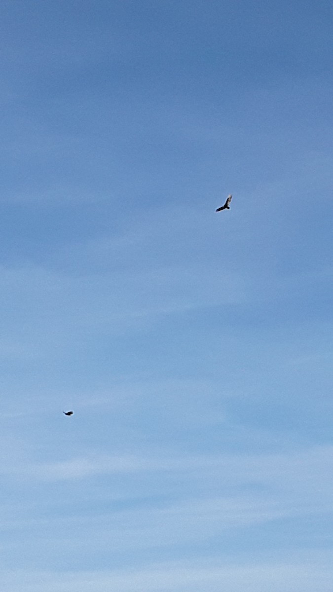 Turkey Vulture - ML153763161