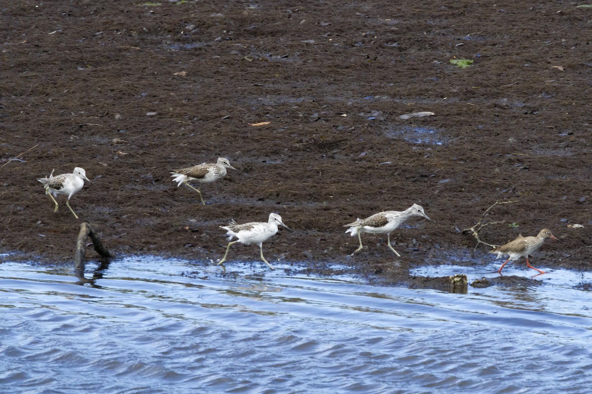 Common Greenshank - Anonymous