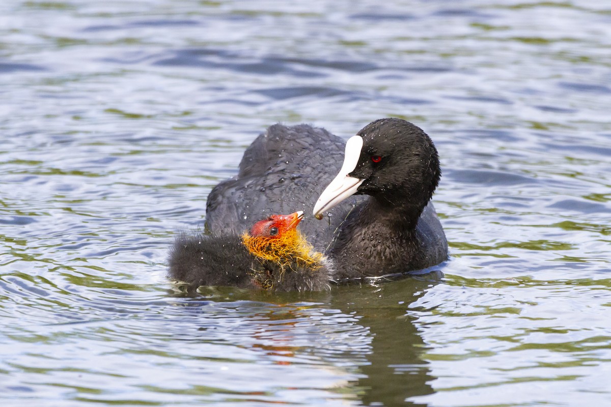 Eurasian Coot - ML153763551