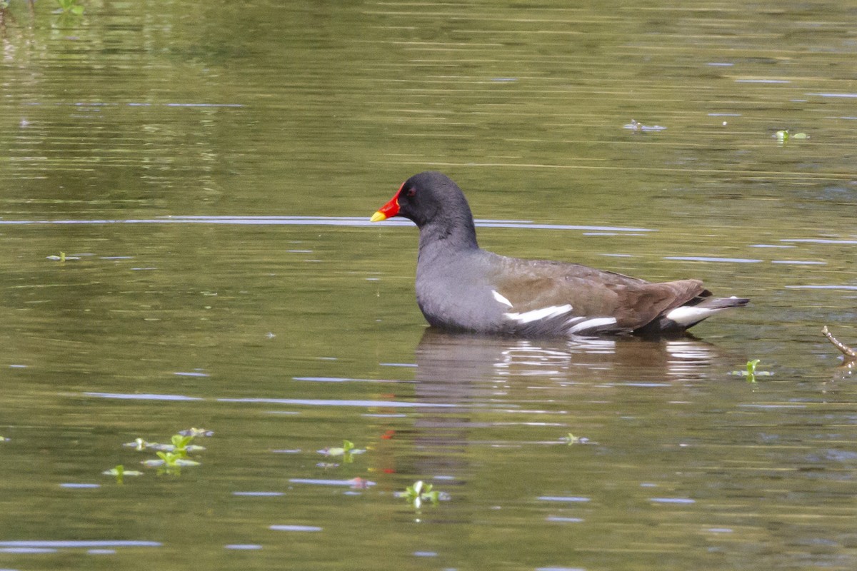 Eurasian Moorhen - ML153763561