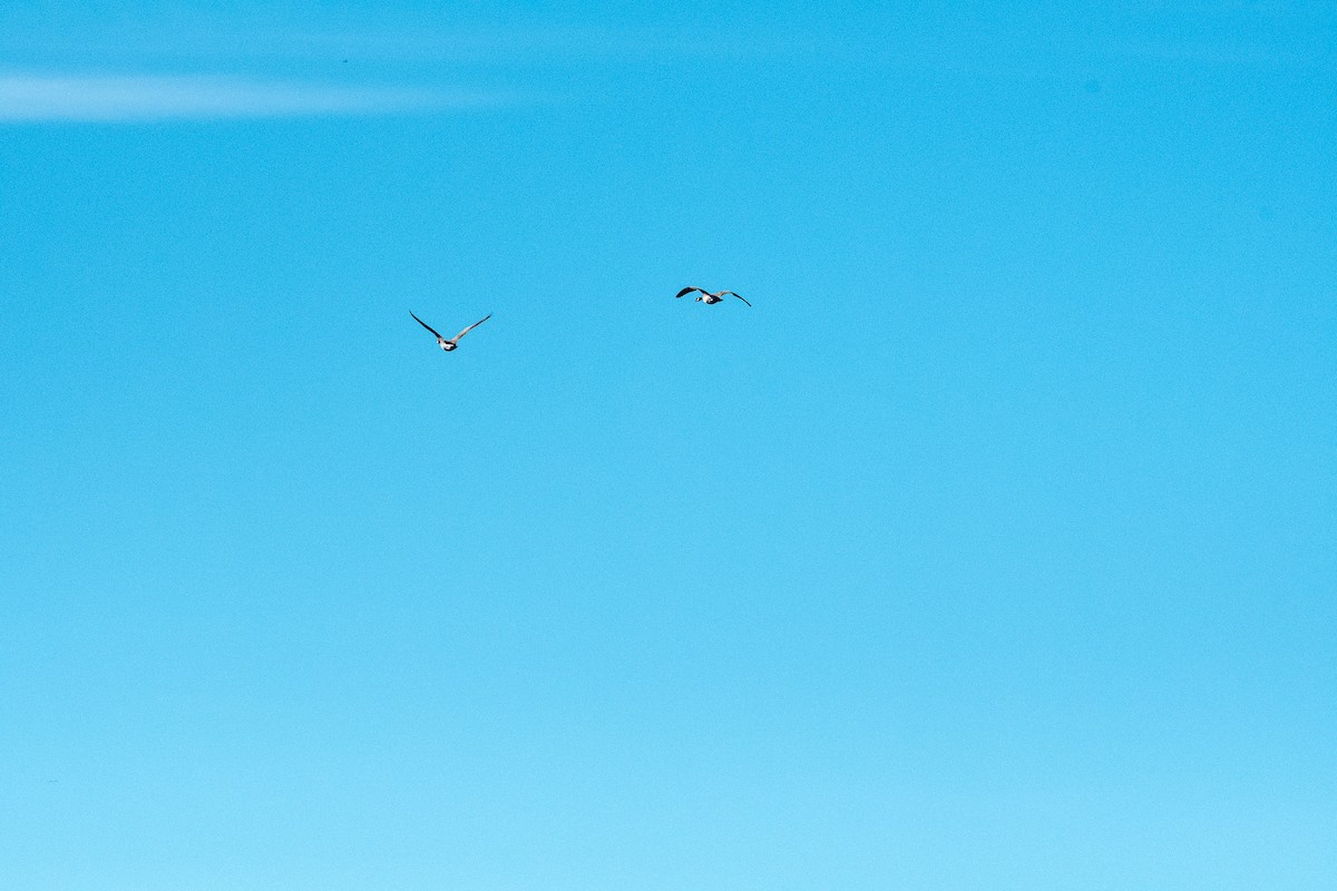 Canada Goose - Richard Littauer