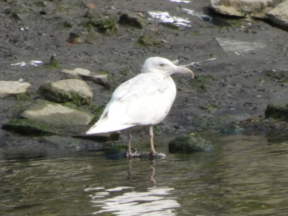 Glaucous Gull - Joseba Amenabar