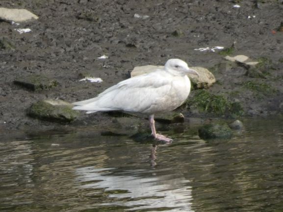 Glaucous Gull - Joseba Amenabar